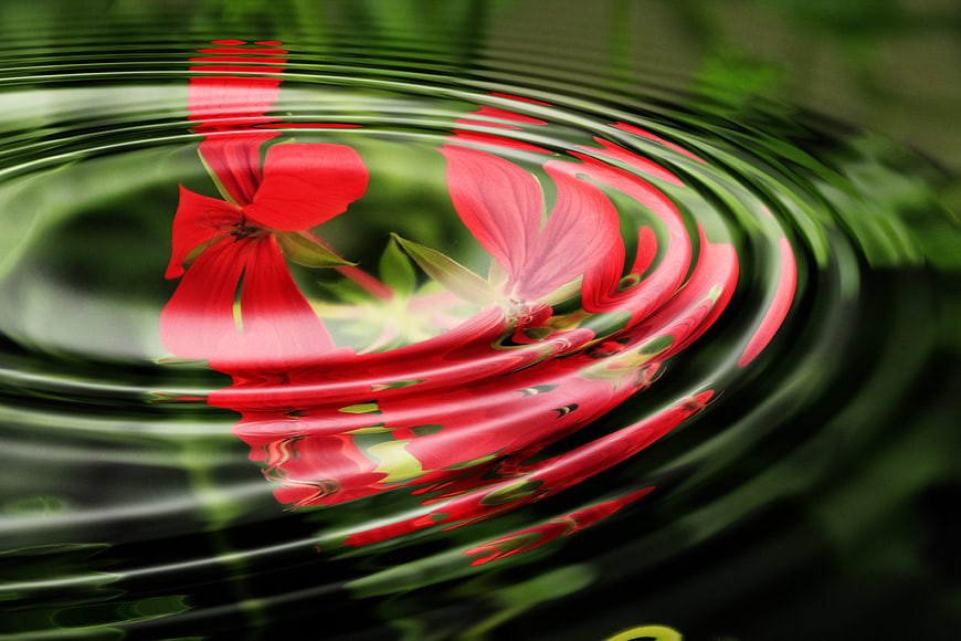Red geranium flower reflection rippling in dark green water