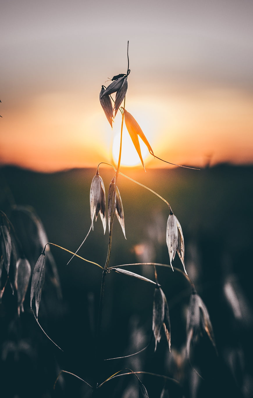 Oat stalks silhouetted against a golden sunset