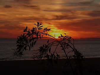 Silhouette of tree branch against vibrant orange sunset over ocean
