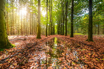 Sunlit Forest Path with Reflections in Autumn Leaves