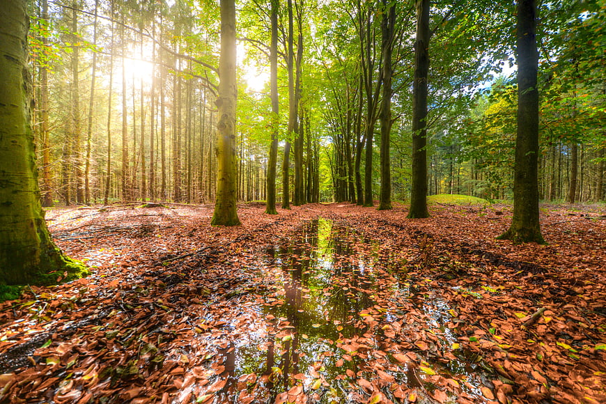 Sunlit Forest Path with Reflections in Autumn Leaves