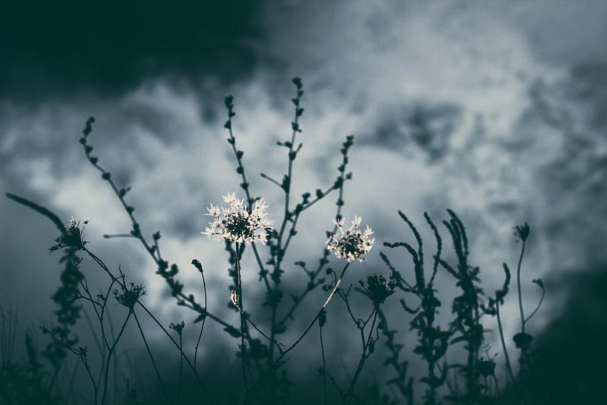 Silhouetted Wildflowers Against Moody Cloudy Sky