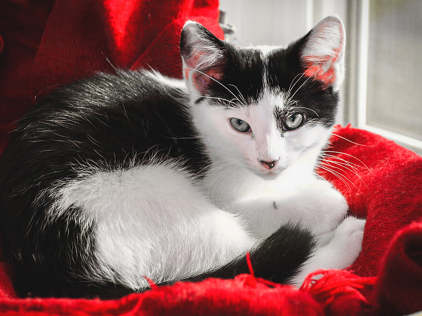 Cute Black and White Kitten on Red Blanket