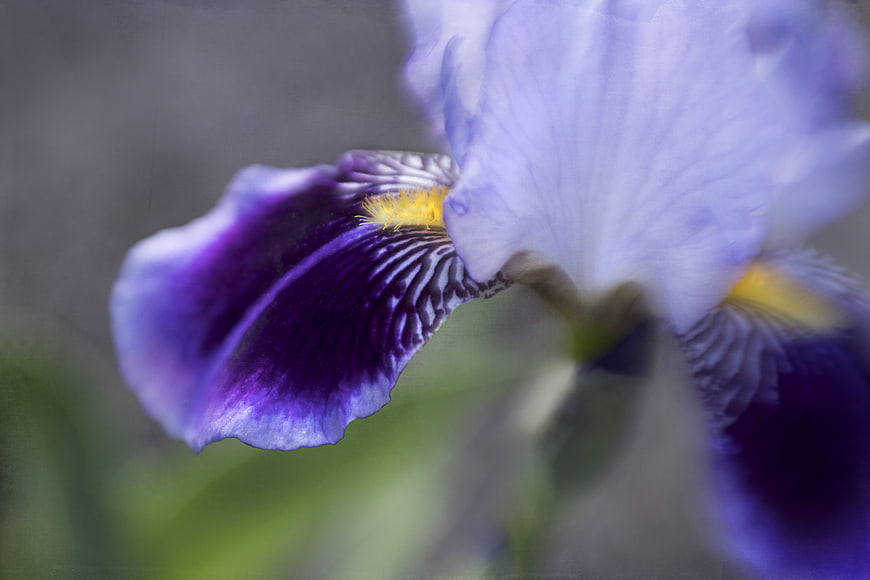 Close-up of a purple iris flower with yellow details