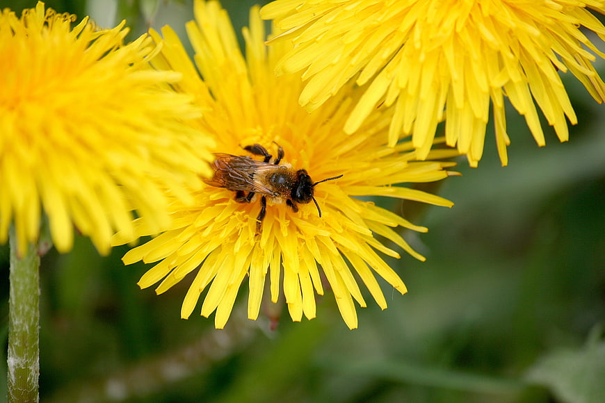 Close-up of a Honey Bee Pollinating a Yellow Dandelion