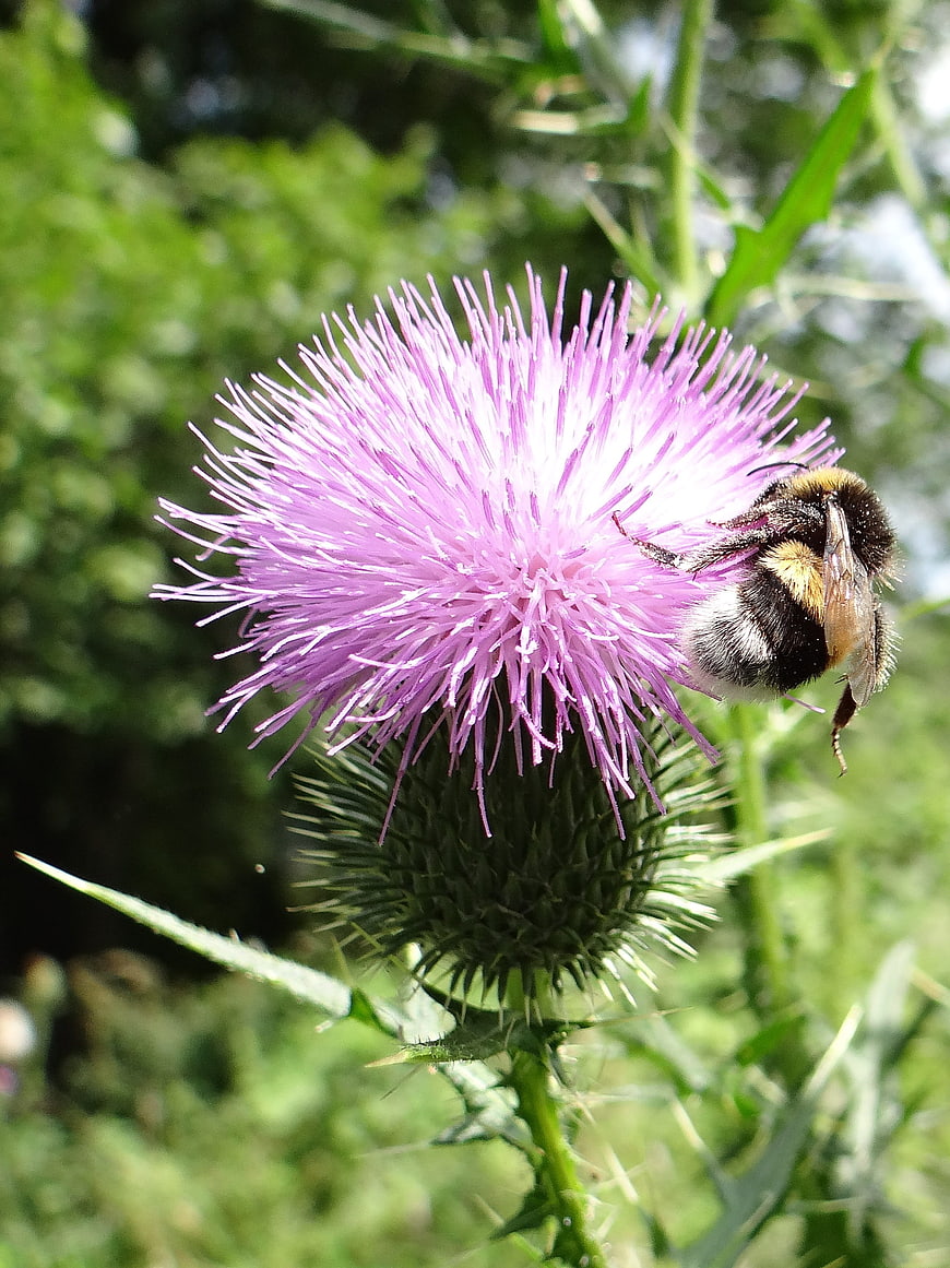 Bumblebee Pollinating Purple Thistle Flower in Summer