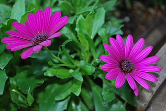 Vibrant Purple African Daisies in Green Garden