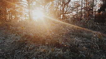 Golden Sun Rays Through Frosty Forest Undergrowth
