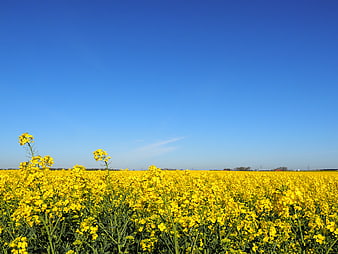 Vibrant Yellow Rapeseed Field Under Clear Blue Sky