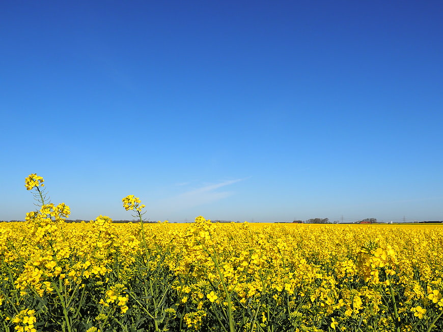 Vibrant Yellow Rapeseed Field Under Clear Blue Sky