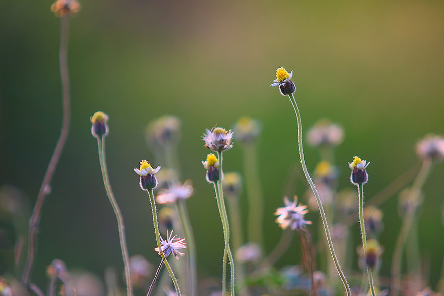Close-up of wildflowers with yellow centers and blurred green background