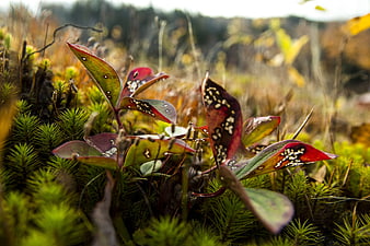 Close-up of spotted red leaves in mossy forest floor