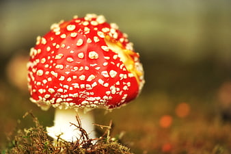 Close-up of Red Fly Agaric Mushroom with White Spots