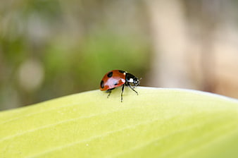 Red Ladybug on Green Leaf Macro Nature Photography