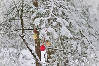Christmas Ornaments Hanging on Snowy Pine Branches