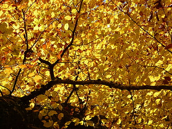 Sunlit Yellow Beech Leaves in Autumn Forest Canopy
