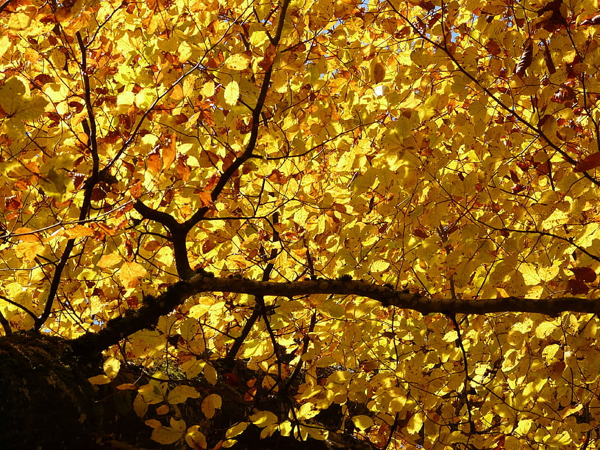 Sunlit Yellow Beech Leaves in Autumn Forest Canopy