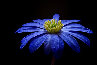Vibrant Blue Flower with Yellow Center on Black Background
