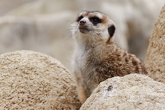 Close-up of a Meerkat Standing Alert on Rocks