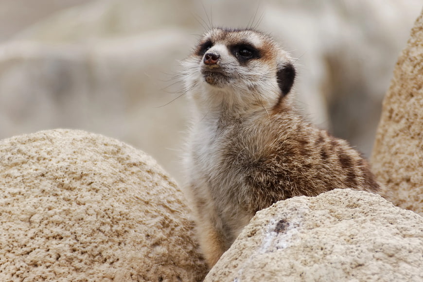 Close-up of a Meerkat Standing Alert on Rocks