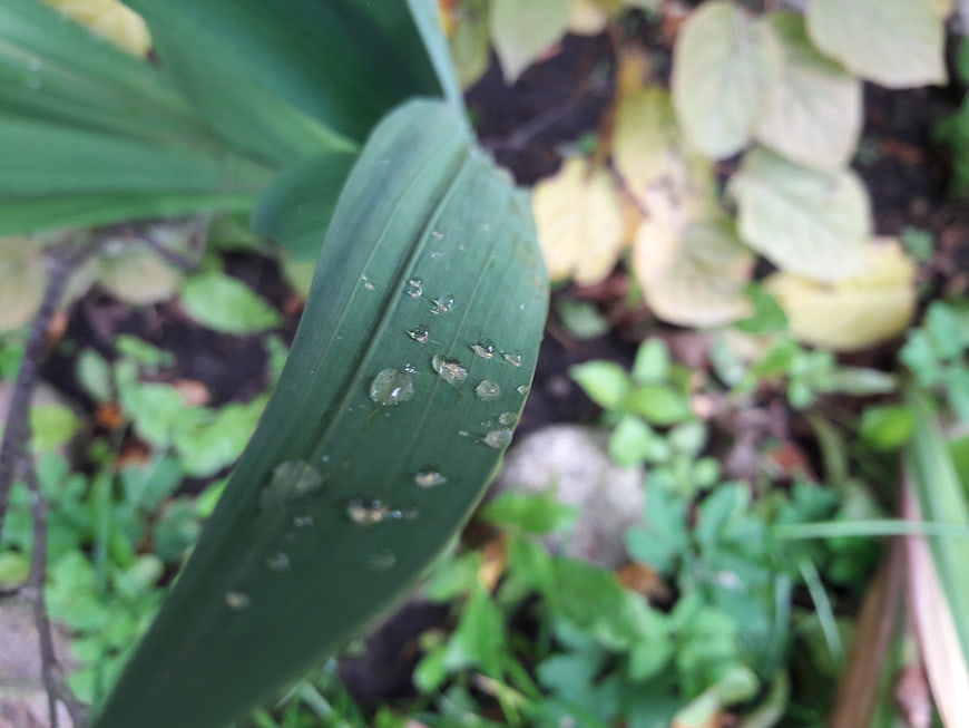 Close-up of green leaf with water droplets in garden