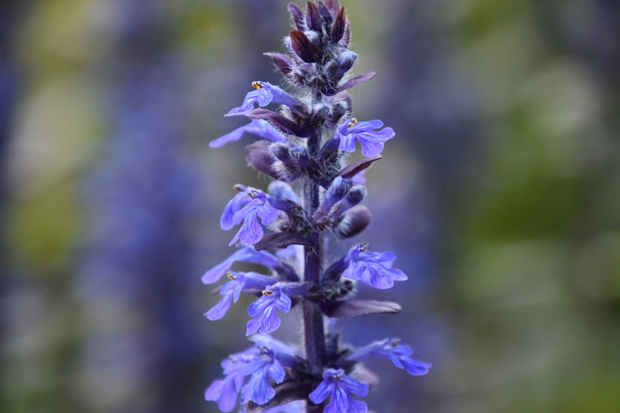 Close-up of purple creeping thyme flower with blurred background