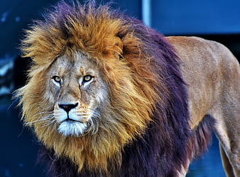 Majestic male lion portrait with full mane against dark blue background