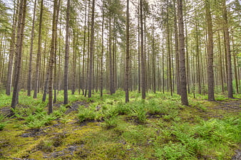 Dense pine forest with mossy ground and ferns