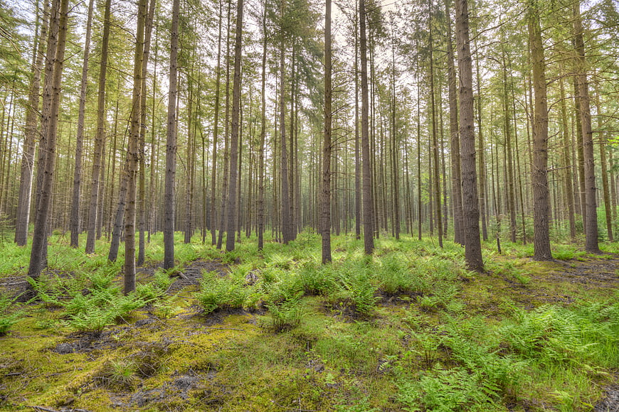 Dense pine forest with mossy ground and ferns