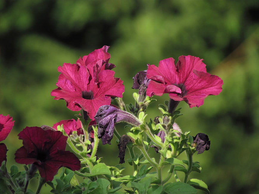 Vibrant Pink Petunias in a Garden