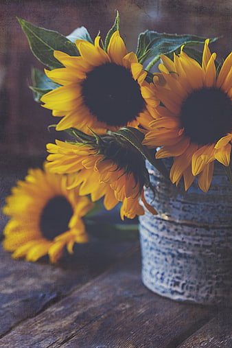 Rustic Sunflowers in Vintage Blue Vase on Wooden Table