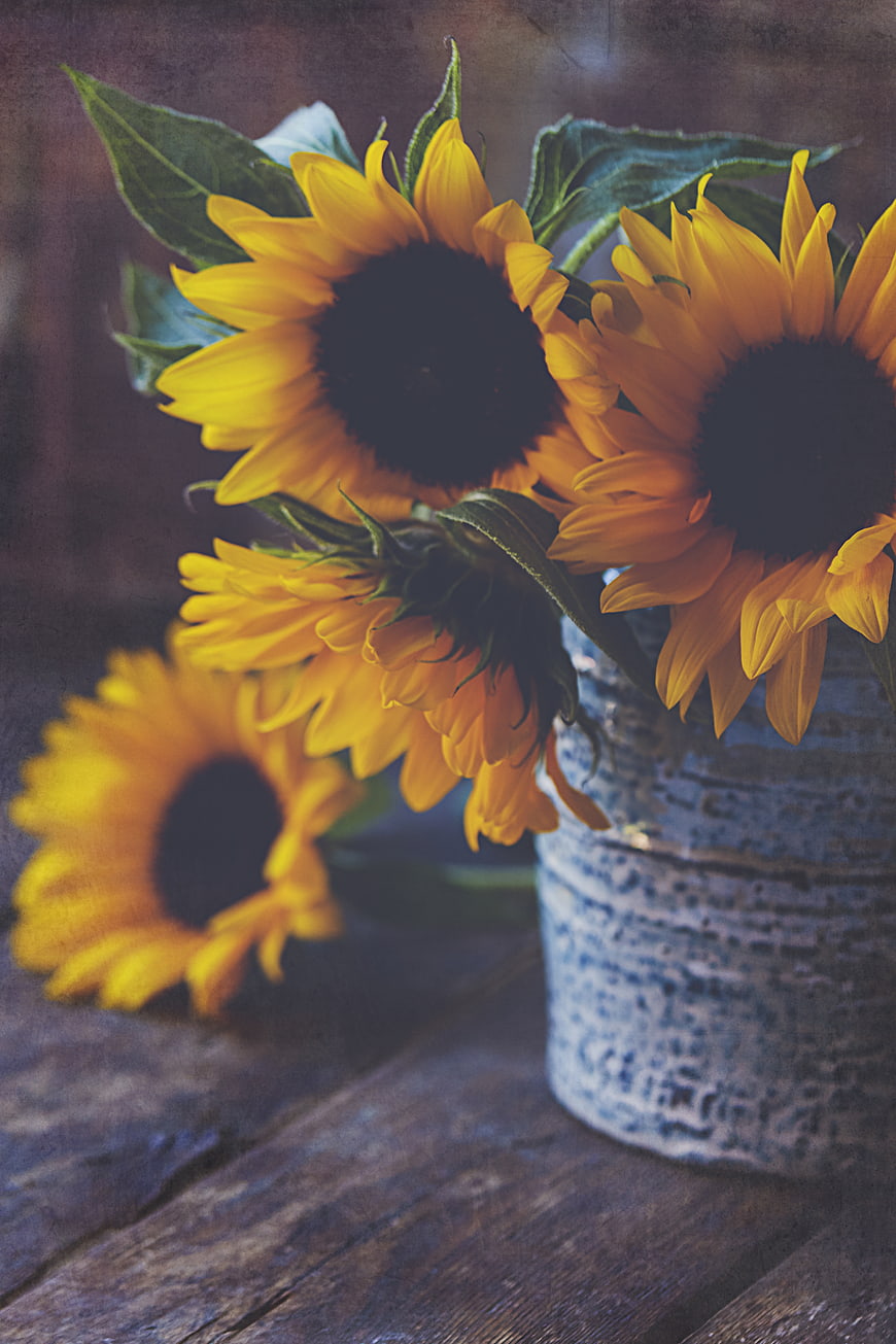 Rustic Sunflowers in Vintage Blue Vase on Wooden Table