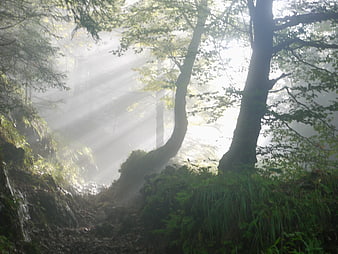 Misty forest with sunbeams filtering through trees