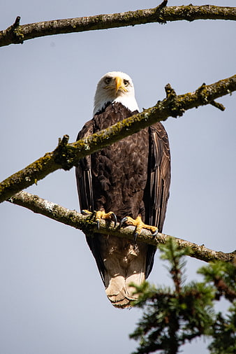Bald Eagle Perched on Tree Branch Against Blue Sky