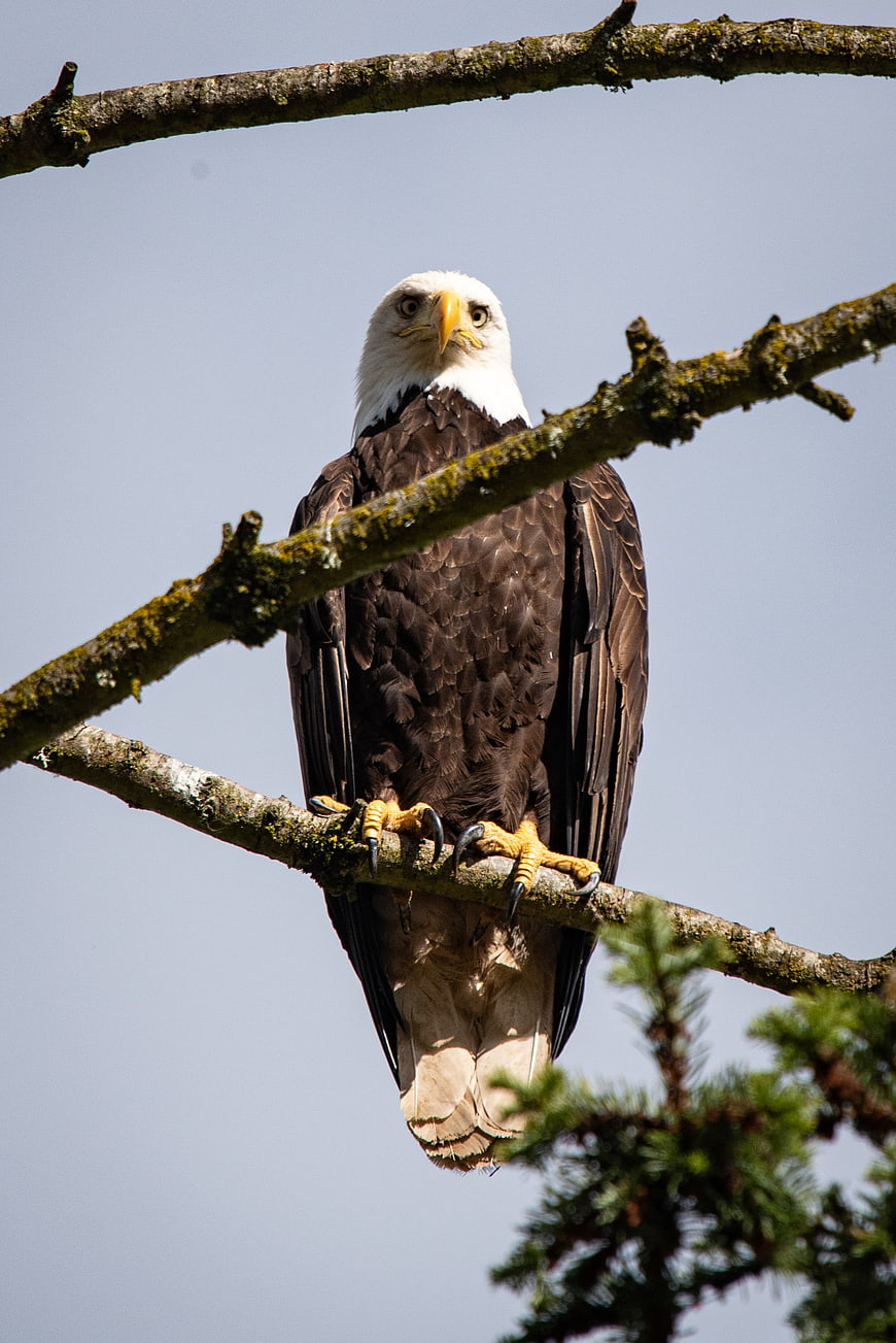 Bald Eagle Perched on Tree Branch Against Blue Sky
