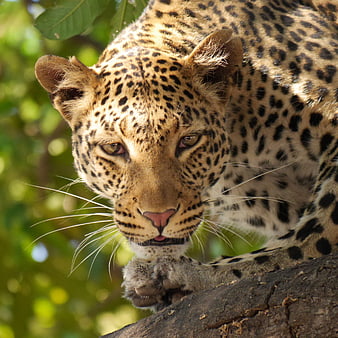 Close-up portrait of a leopard resting on a tree branch