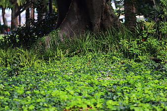 Lush green ground cover plants at the base of a large tree