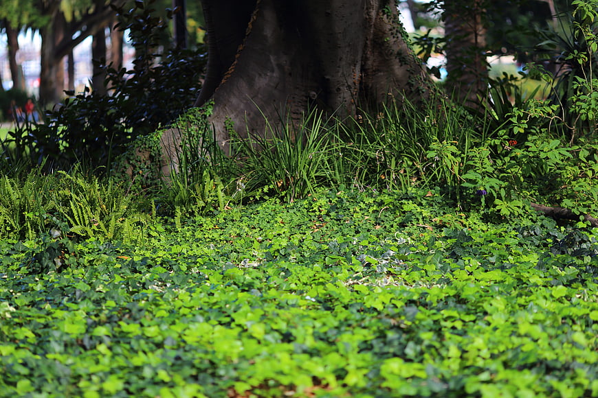 Lush green ground cover plants at the base of a large tree