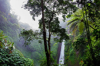 Misty Waterfall in Lush Tropical Rainforest Jungle