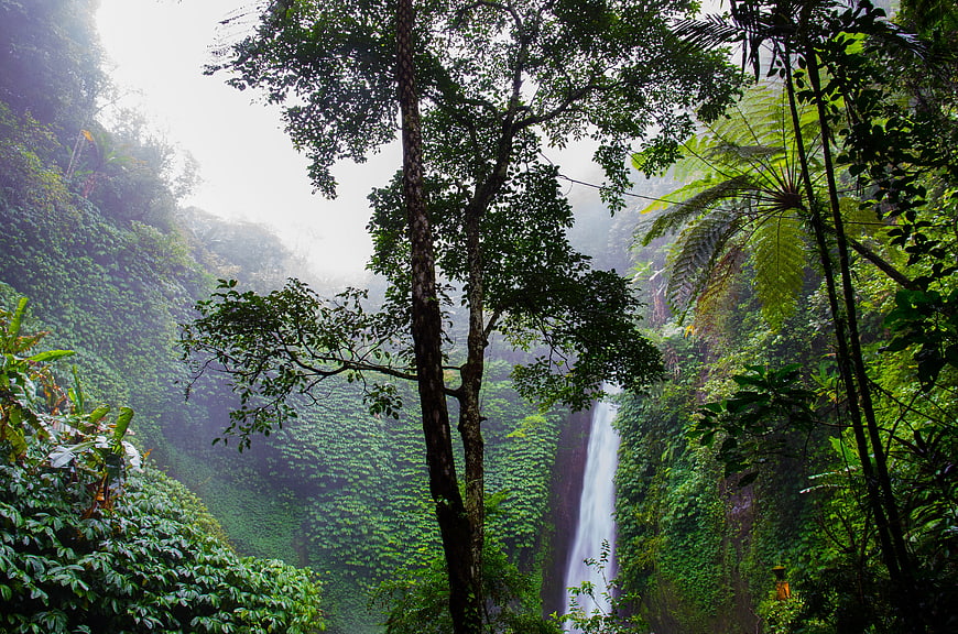 Misty Waterfall in Lush Tropical Rainforest Jungle