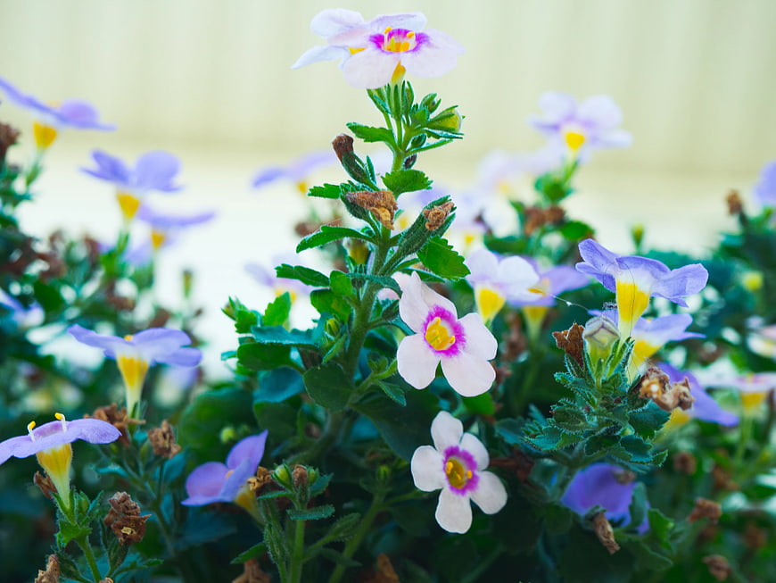 Close-up of Purple and Yellow Calibrachoa Flowers
