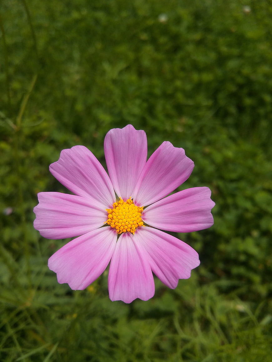 Pink Cosmos Flower Close-Up with Yellow Center