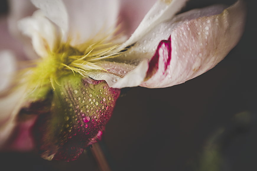 Macro Close-Up of Wet Peony Flower with Dew Drops