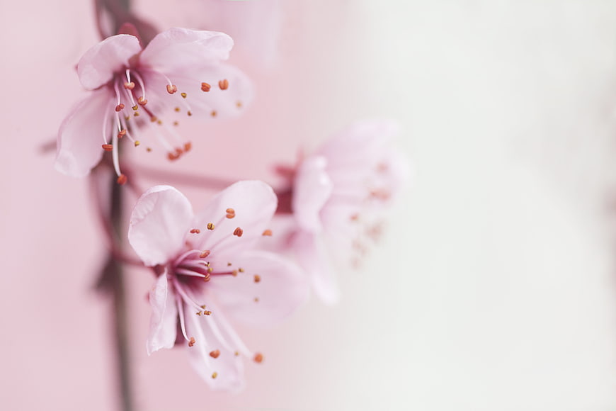 Soft Pink Cherry Blossoms with Shallow Depth of Field