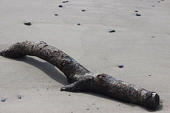 Weathered driftwood log on sandy beach with scattered stones