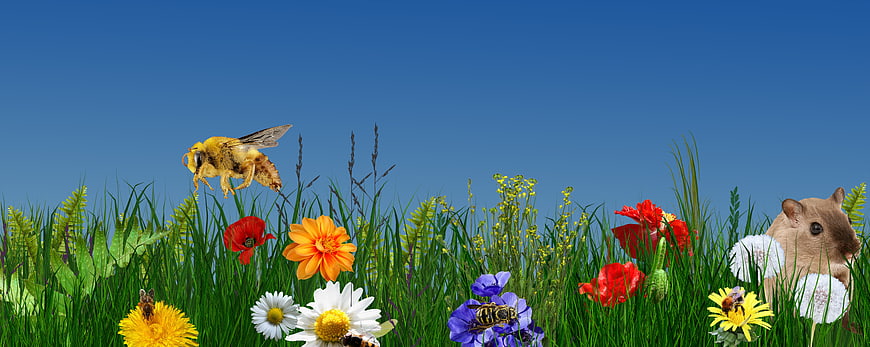 Colorful Summer Meadow with Flowers, Bees, and Hamster