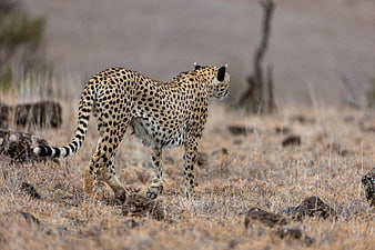 Cheetah Walking in Dry African Savanna Grassland