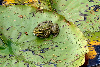 Green frog resting on a lily pad in a pond