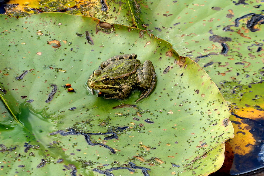 Green frog resting on a lily pad in a pond