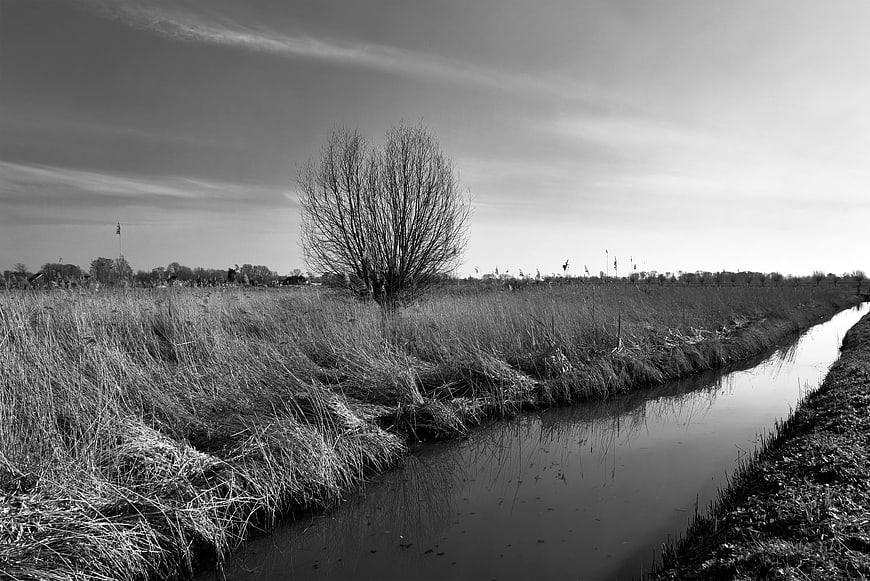 Black and white landscape of a Dutch canal and bare tree